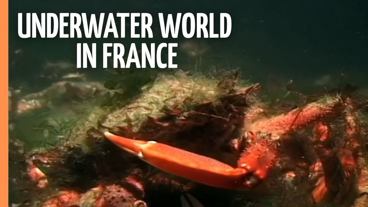 Documentary backdrop image for Spectacular Underwater World in the Northwest of France (2022)
