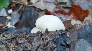 Gallertfleischiges Stummelfüßchen (Crepidotus molli)