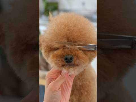 Cute Poodle ASMR / どんどん可愛くなるトイプードル #shorts