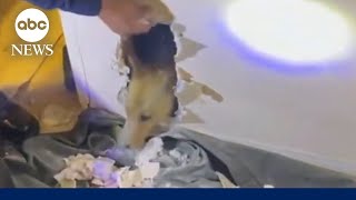 Dog Trapped In Homes Wall Rescued By Firefighters