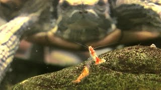Красноухая черепаха и креветки в одном аквариуме Красноухая черепаха и креветки в одном аквариуме