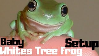 Baby Whites Tree Frog Setup || Simple But Advanced