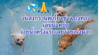 สวัสดีวันสงกรานต์เกี๊ยวซ่าาถุงทองเล่นน้ำ#สงกรานต์ #เกี๊ยวซ่า #ถุงทอง #สุนัขน่ารัก #ชิวาว่าน่ารัก