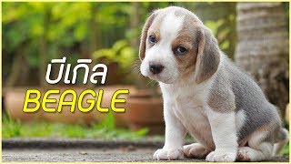 รู้จักสุนัขพันธุ์ บีเกิล (Beagle , Bǐ gé quǎn , 比格犬) เจ้าตูบสามสี จอมซน !!