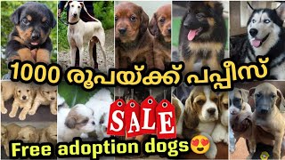 30 രൂപ മുതൽ PETS വന്നു| കുറഞ്ഞ വിലയിൽ അടിപൊളി PETS | Free adoption dogs | PETS POINT