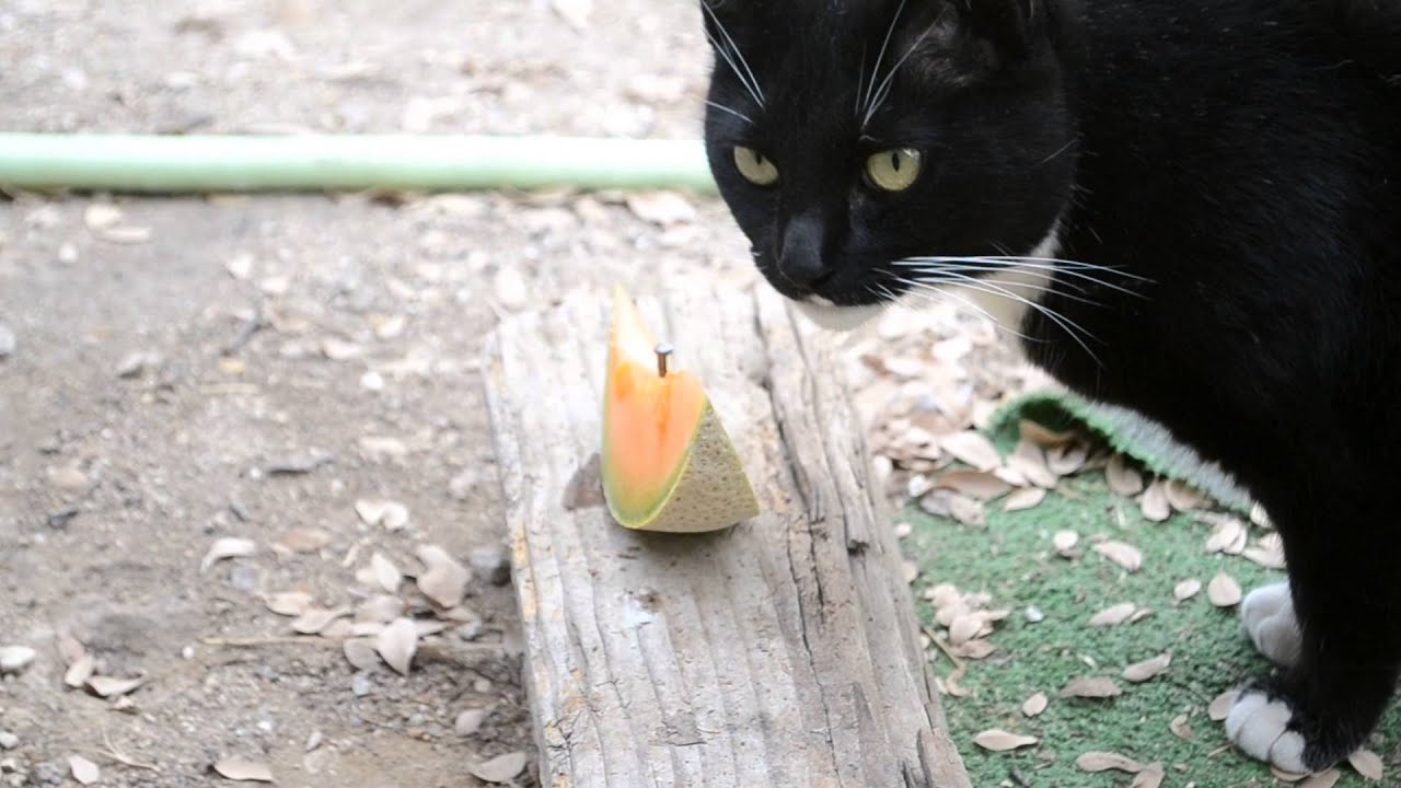 Cats Love Cantaloupe YouTube