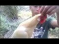 AYAM HUTAN BULU PUTIH..KETURUNAN PAGARUYUNG...(BUJANG PEMIKAT)