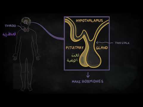 الغدد الصماء: تشريحيا ووظيفيا - Endocrine System: Anatomy and Physiology