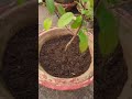 tulsi plant care and tips #youtubeshorts #organicfertilizer #haldi.