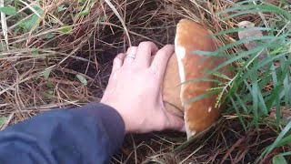 Last porcini - End of Mushroom Season 2020 | South Australia | Wild Mushrooms | Boletus edulis