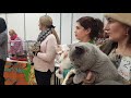 Как прошла выставка. Шоу британских кошек г.Барнаул  25.11.2018 г .
