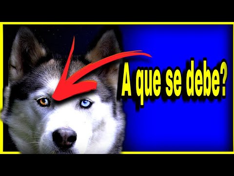 HUSKY con OJOS de DIFERENTE color.. ✅CURIOSIDADES de ALGUNOS ANIMALES✅