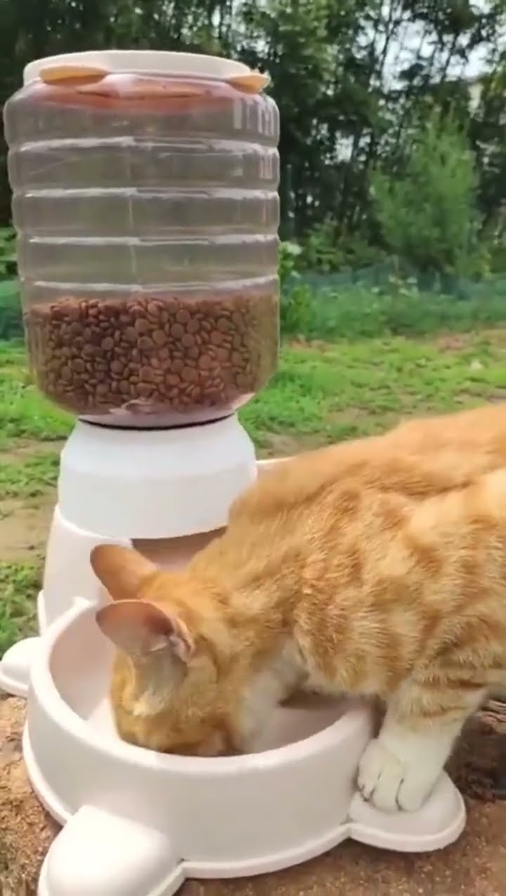 Can this make your pet smarter?