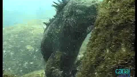 Como um lagarto se locomove?