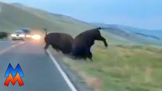 Bison Fight on Road in Yellowstone