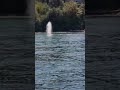 Huge Gray Whale Feeding 11&#39; Of Water Puget Sound Washington