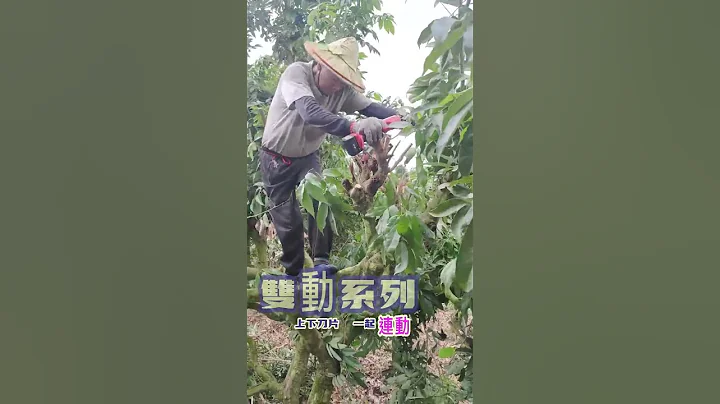 專職師傅用自己熟練的技巧，配上工藝作品【雙動】正在呈現修剪的藝術境界。 - 天天要聞