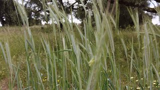 Grains and grasses are not sharing the earth.