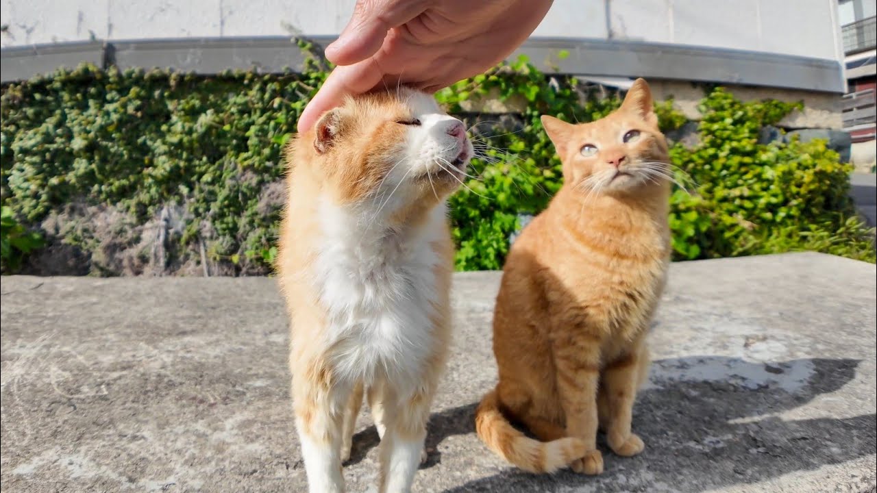 猫島の石のベンチにいつもいる茶トラ猫軍団。その人懐っこい姿が