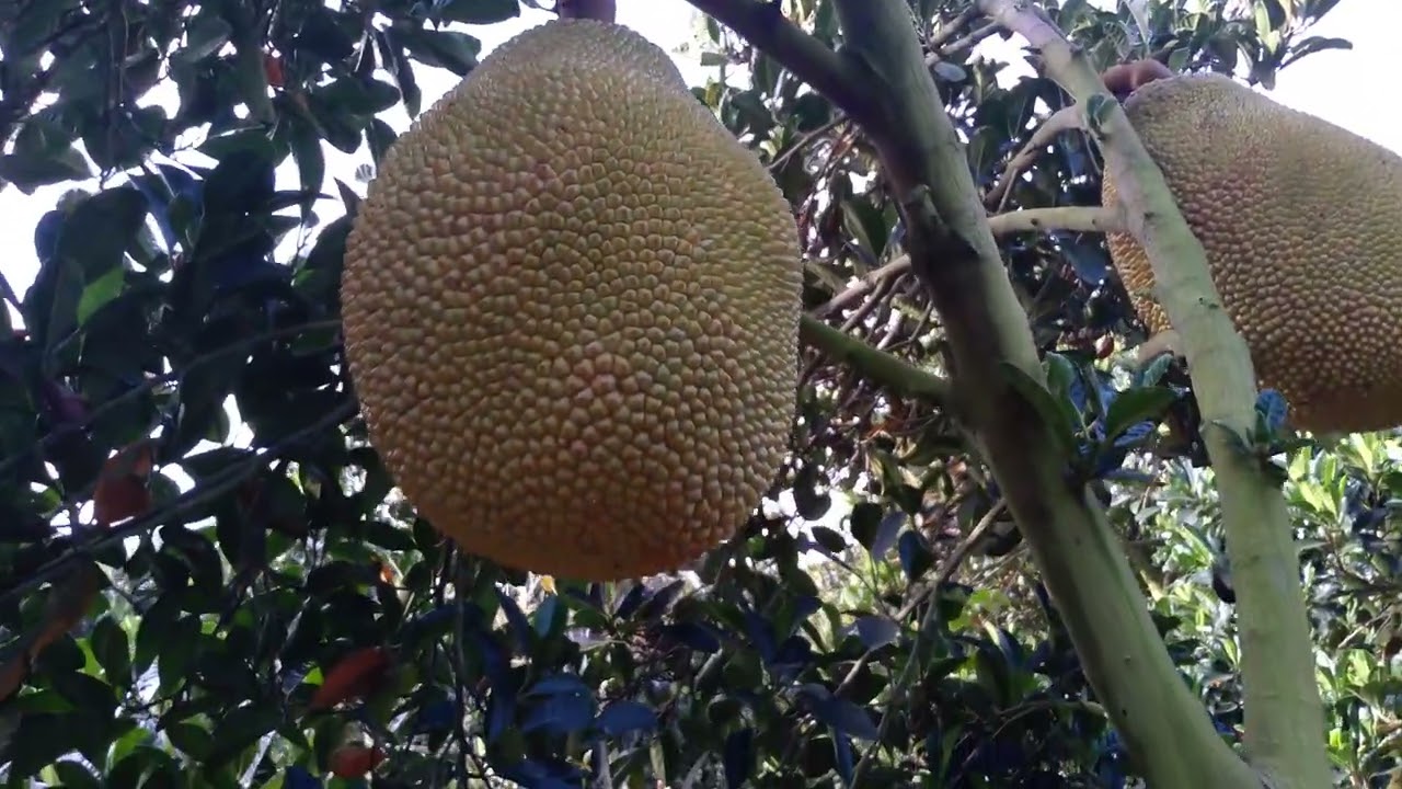 19 tháng 10, 2025 Hiện trạng (mít Indo) ngập nước 13 ngày 