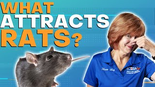 Are You Luring Rats Into Your Home?!