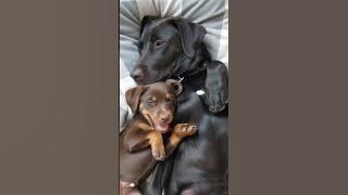 Mom Dog’s Perfect Hug — Mom Dog’s Love Is the Sweetest Thing Today #dog #love #puppy