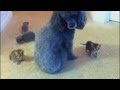 poodle adopts baby kittens