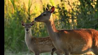 various deer i have seen in the past couple of years around Poole harbour in Dorset..