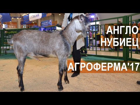Козел Англо-нубийской породы. Выставка Агроферма-2017 Козел Англо-нубийской породы. Выставка Агроферма-2017