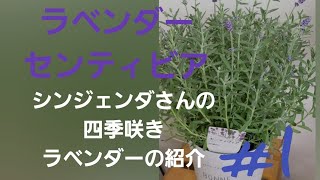 初めてのガーデニング Syngentaシンジェンダさんの四季咲きラベンダーセンティビアを紹介 1 Youtube