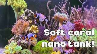 Soft coral dominant nano tank