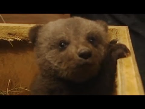 Boris the cute baby bear