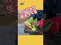 スイカの育て方 #shorts