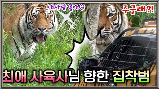 최애 사육사님 향한 집착💥 급기야 퇴근거부 사태까지 발생😱 Famous Tiger in Korea, cat tiger #태범 #무궁 #백두대간호랑이