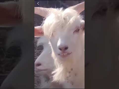 Download Goat With Curly Hair Wallpaper  Wallpaperscom