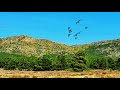 Баянауыл " Алтын күз ". Баянаул " Золотая осень ". Видио-альбом  - 9.