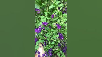 Hoa chuỗi ngọc thái - chuỗi ngọc tím thái- chuỗi ngọc tím thái 0353896808