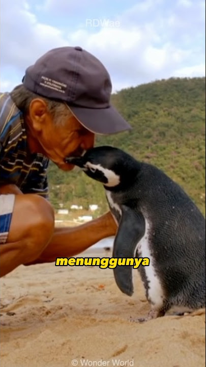 This Penguin Swim 5000 Miles Every Year