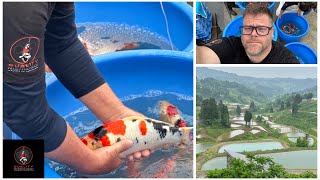 HOW MANY KOI BREEDERS IN 2 HOURS?! NIIGATA RANDOMS...