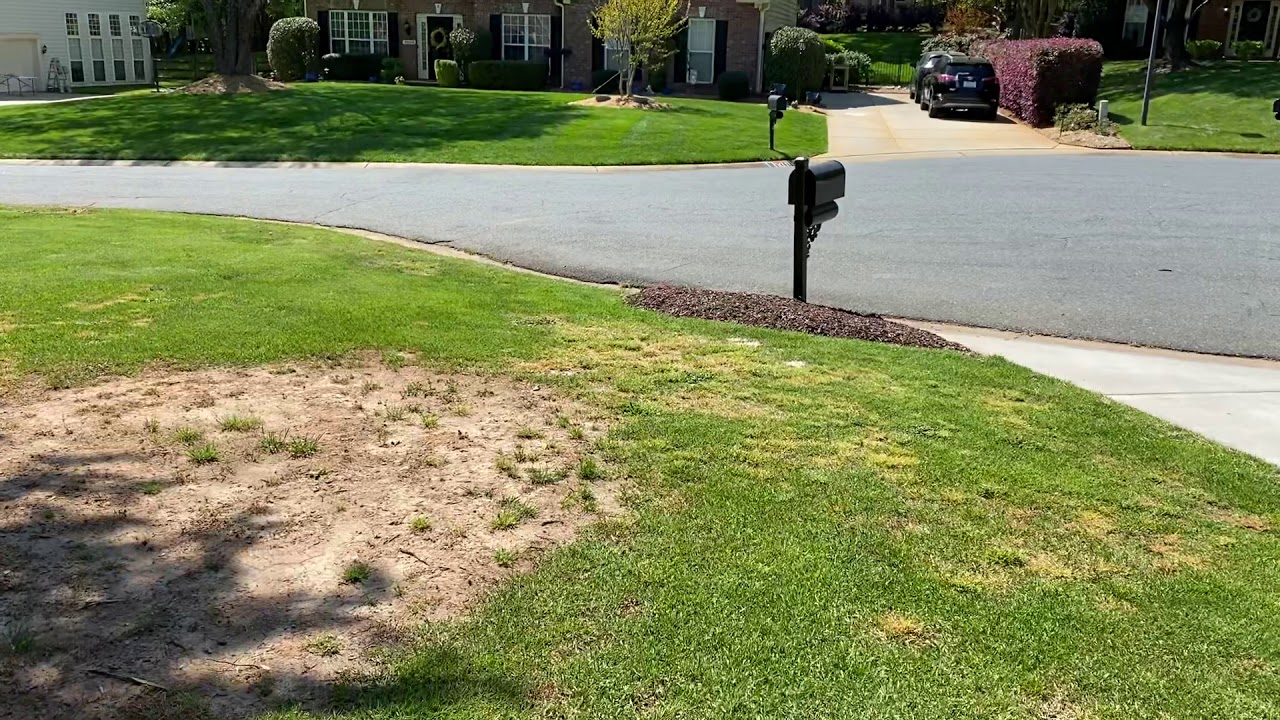 Zoysia Grass Seed Video 10. It’s alive for season 2