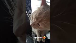Буся ❣️ #цитатыосмысле # настроение # любовь # питомцы # дом # котики #