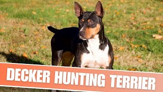 Decker Hunting Terrier - Things You Need To Know Before Getting One