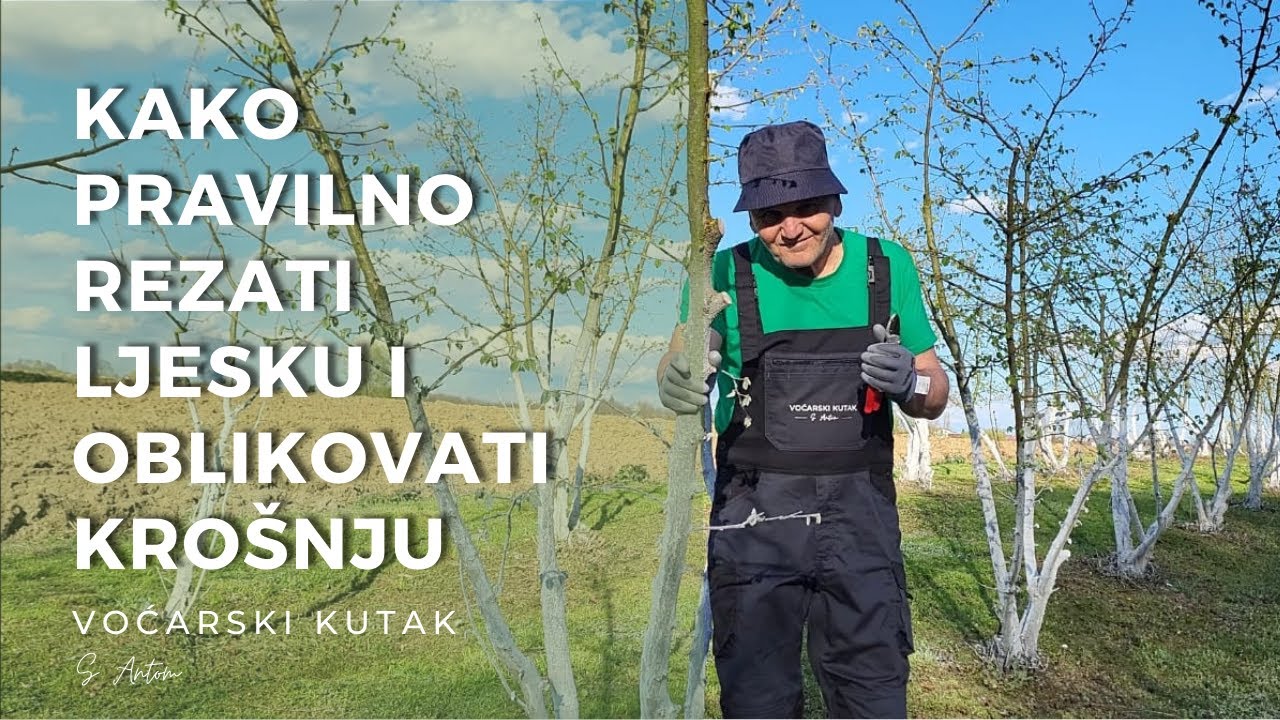 Kako Pravilno Rezati Ljesku i Oblikovati Krošnju - How to Properly Prune Hazelnut & Shape the Canopy
