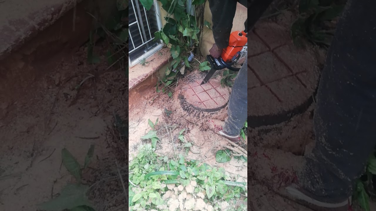 how u kill palm tree 🎄