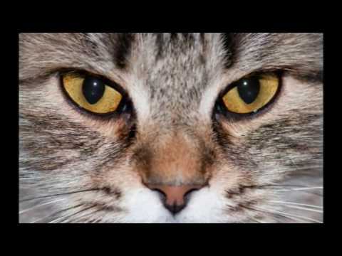 Care for Cats - Unequal Pupil Size in Cats - Cat Tips