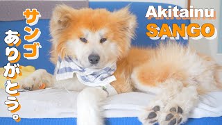 [Akita dog with stomach cancer] Last two days of Akita dog 'SANGO'