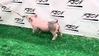 19-2 Blue Gilt