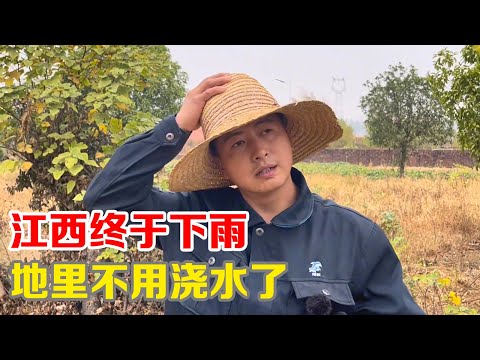 江西终于下雨了，万物复苏，地里不用频繁浇水了【小马行九州】