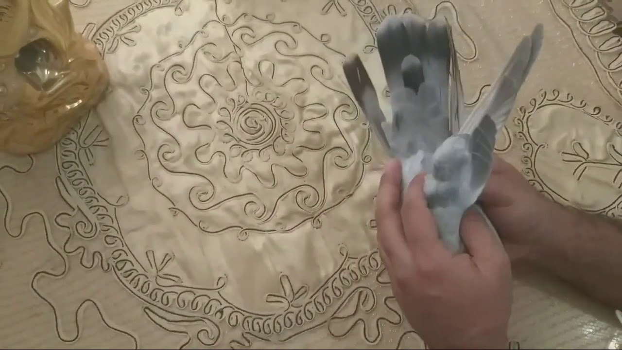 الازرك العراقي 🕊معلومات مهمه قواعد ومواصفات وأسس وايجابيات وسلبيات الطير الازرك