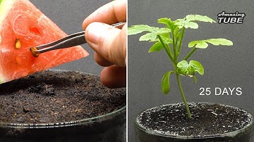 Growing watermelon from seed Time lapse 25 Days